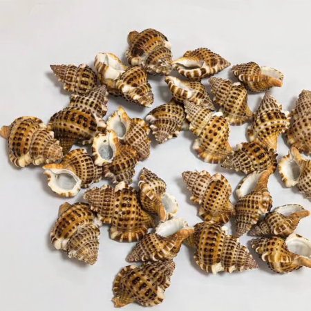 صدف 🦪 بحر ( كبير ) لون بني مونس