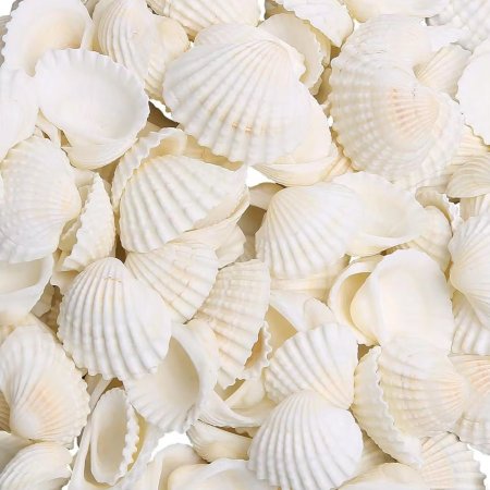 صدف 🦪 بحر ( وسط ) باللون الابيض