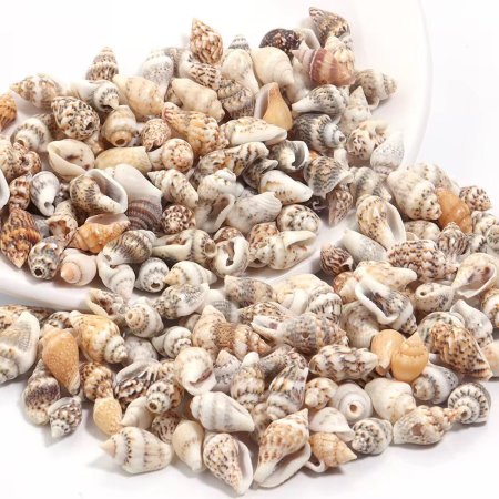 صدف 🦪 بحر ( صغير ) لون بني مونس