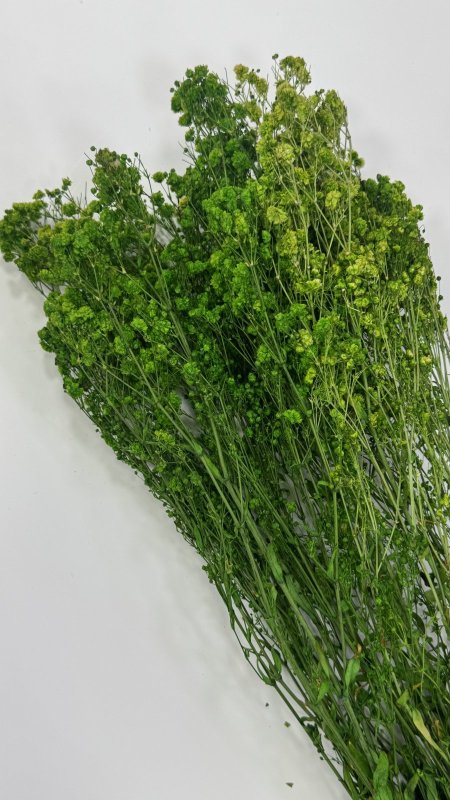 ورد جبسو طبيعي مجفف ( 120 غرام )